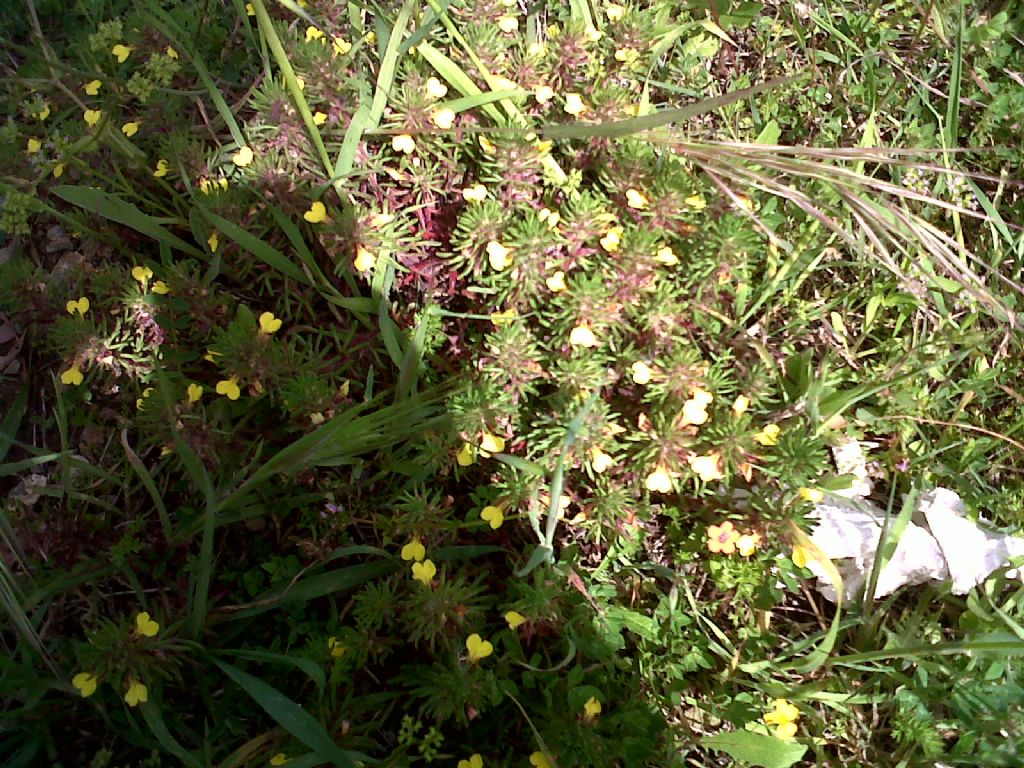 Ajuga chamaepitys